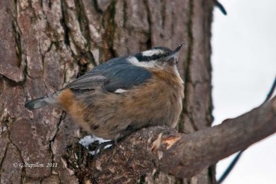 Nuthatch / Sittelles