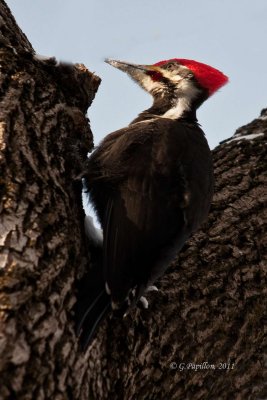 Pileated Woodpecker / Grand Pic