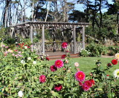 Dahlia Garden