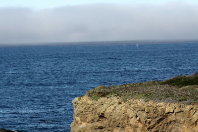 Whales off Mendocino Coast