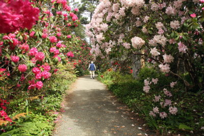 Path of Rhododendrons