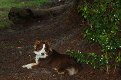 Mr. Max Merlot
