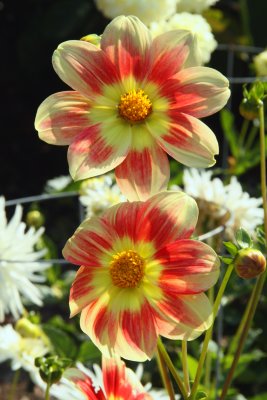 g1/89/865489/3/115894067.sSAjrkus.jpg
