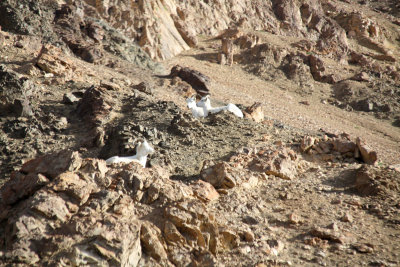 Dall Sheep