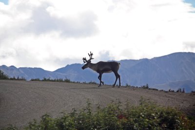 Caribou
