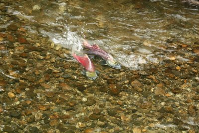 Salmon
