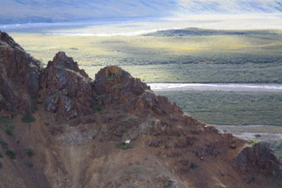 Dall Sheep