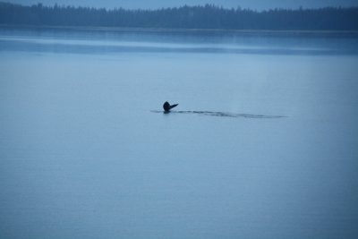 Whale Tail