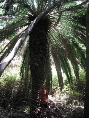 Gomera_2006_209.JPG