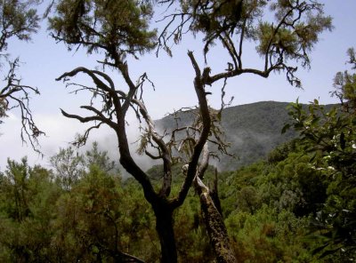 Gomera_2006_315.JPG
