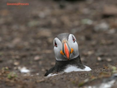 isole farne