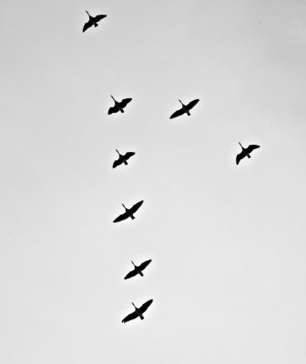 IMG_2116.jpg