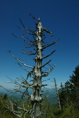 IMGP8115.JPG