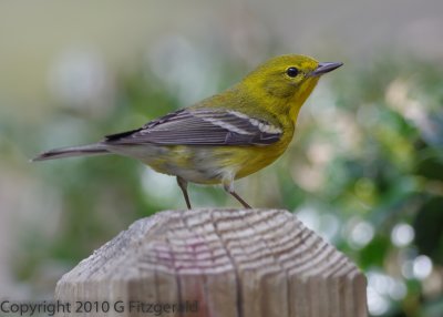 Pine Warbler