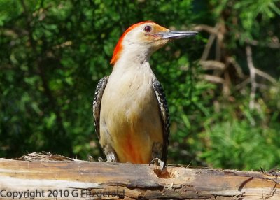 Various Woodpecker