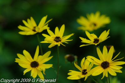 IMGP0407 Wildflowers.jpg