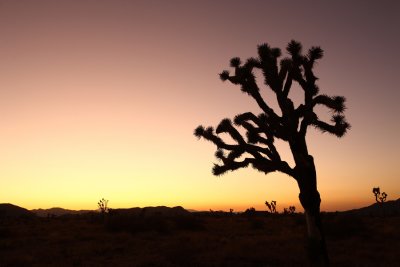 Joshua Tree 001