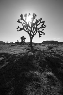 Joshua Tree 005