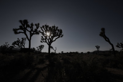 Joshua Tree 011