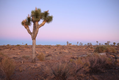 Joshua Tree 012