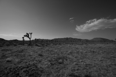 Joshua Tree 014