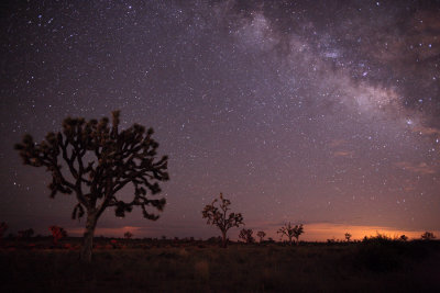 Joshua Tree 016