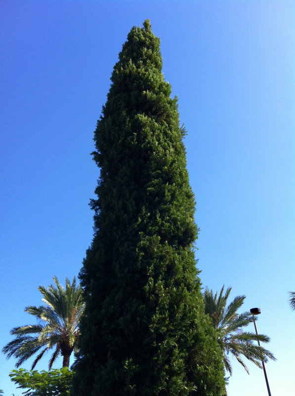 photo ceder tree.JPG