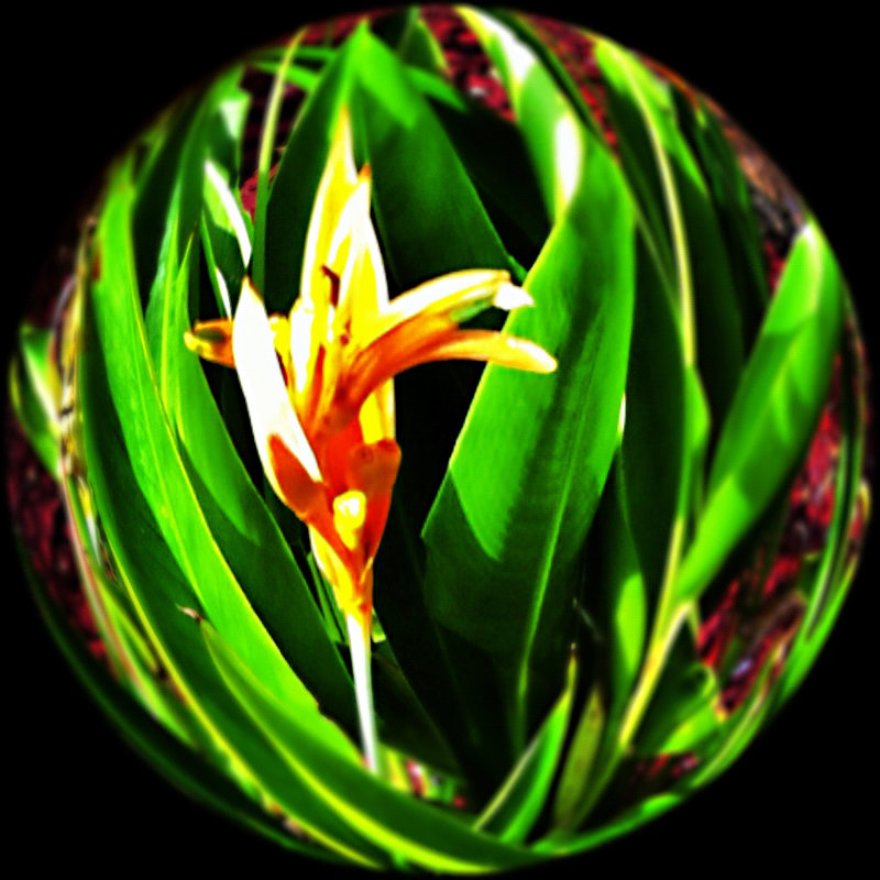 photo fisheye flower.JPG