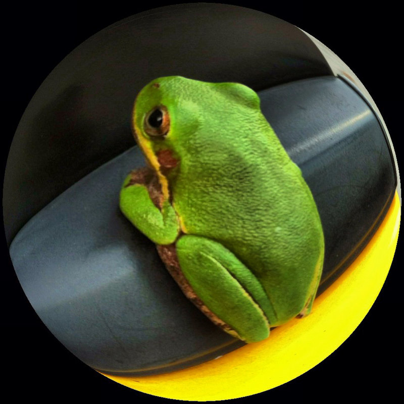 photo fisheye frog.JPG