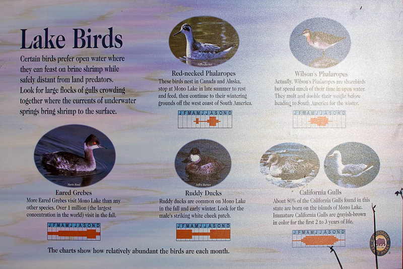 Lake Birds