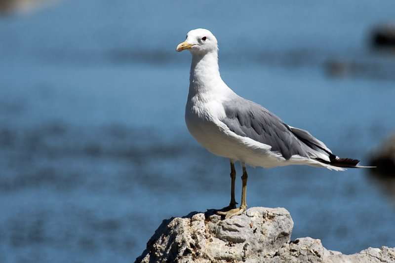 California Gull
