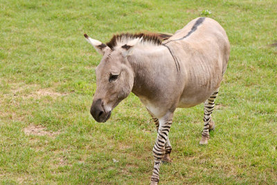 Donkey and Zebra combo