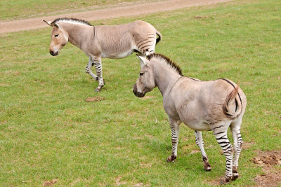 Donkey and Zebra combo