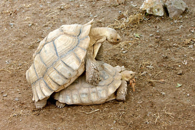 Tortoises, doing it :-)