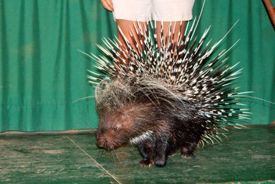 Porcupine - what's your point?