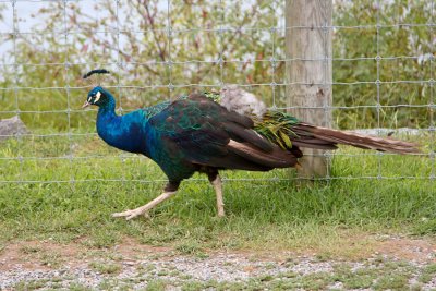 Peacock proud
