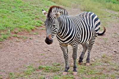 Zebra