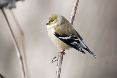 Golden Finch - Winter Coloring