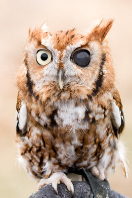 Owl (Injured eye)