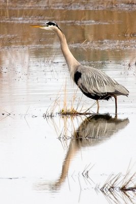 Blue Heron with Reflection