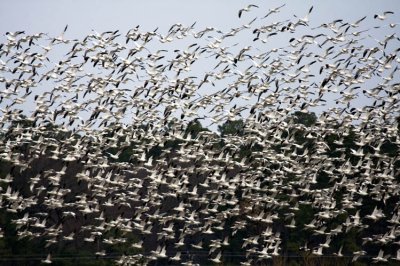 Tons of Snow Geese