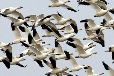 A Closer Look of Snow Geese