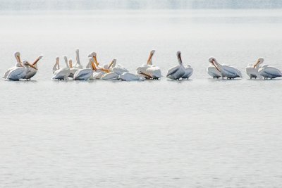 While Pelicans