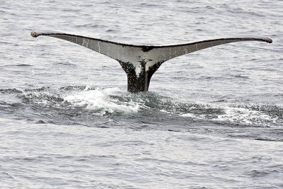 Humpback Whale Tail Wave