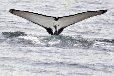 Humpback Whale Tail Wave