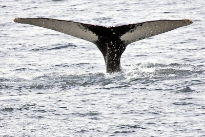 Humpback II Whale Tail Wave