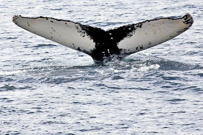 Humpback II Whale Tail Wave