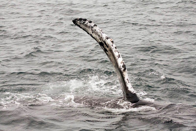 Humpback Whale Flipper Wave