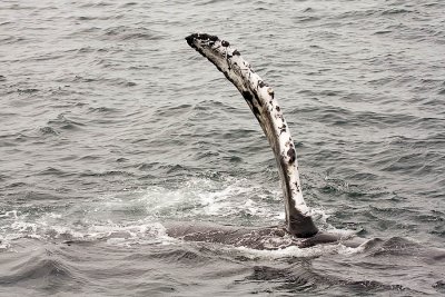 Humpback Whale Flipper Wave