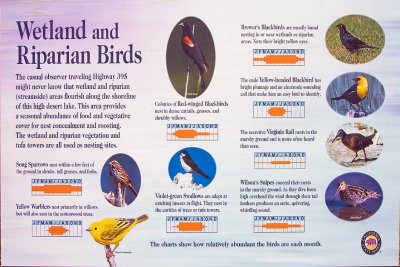 Weland and Riparian Birds